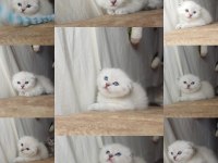 Muhteşem mavi göz ve tip scottish fold