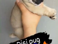 A kalite pug yavrularımız