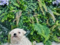 0 numara maltese terrier disi ve erkek yavrularımız