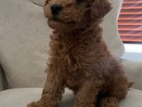 Ankara'da uygun toy poodle kendi bebeklerimiz