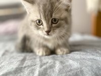 British Shorthair 60 Günlük