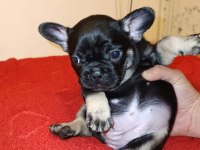 Black Tan French Bulldog
