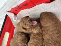 Toy poodle kore kan yavrular