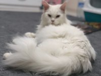 BEYAZ MAİNE COON 2 YAŞINDA DİŞİ KEDİMİZ