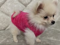 4 Aylık Dişi Pomeranian