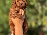 Ultra Kaliteli Poodle Yavrular