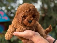Red Toy Poodle Yavru