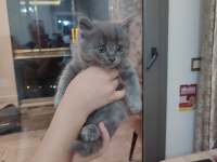 Erkek British Longhair