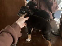 Minyatür pinscher 2 aylık