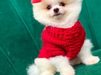 Pomeranian boo 60 günlük