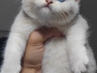 British shorthair kedimiz