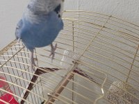 9 aylık konuşan muhabbet kuşu