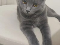 Russian blue ücretsiz olarak sahiplendirilecektir
