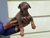 Kızıl doberman yavrularımız 