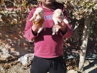 Rezerveye açık chow chow çin aslanı yavrularımız
