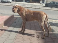 EĞİTİMLİ AV KÖPEĞİ