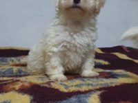 A kalite maltese bebekler