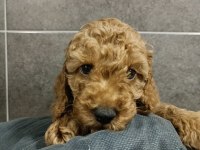 YAVRU TOY POODLE YAVRULARI
