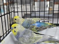 10 TAKIM RENGARENK RAINBOW MUHABBET KUŞU TAKIMLAR