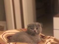 Yavru scottish fold