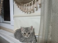 Erkek 3 aylık british shorthair kedi