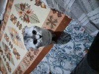 Scottish fold paşamıza yeni yuva arıyoruz