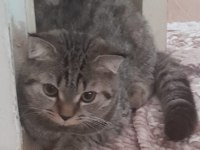 Sahibinden 6 aylık british shorthair yavru