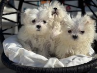 Petmode köpek çiftliğinden kore kan maltese