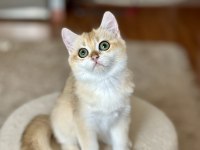 Safkan British Shorthair Golden erkek yavru