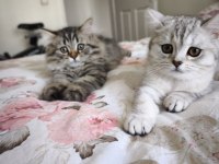 Son 2 British Shorthair Yavrumuz