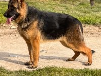 Şecereli Alman Çoban Köpeği