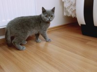 5 aylık safkan dişi british shorthair
