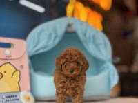 Poodle kalite asla tesadüf değildir