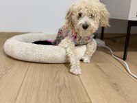 Köpeğimiz yeni yuvasını arıyor