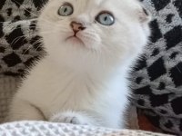 ENFES TATLI SCOTTİSH FOLD BLUE POİNT MAVİŞ YAVRULAR