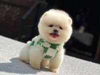 SAĞLIK VE IRK GARANTİLİ POMERANİAN KÖPEĞİ