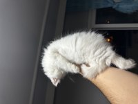 3 aylık chinchilla dişi