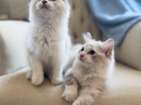 Ragdoll bebekler