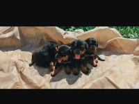 Koca Kafa Macar Rottweiler Yavruları