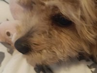 6 Aylık Dişi Maltipoo