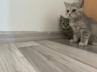 ÜCRETLİ SAHİPLENDİRME BRİTİSH SHORTHAİR