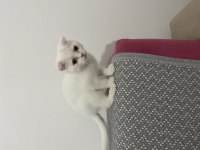 Evimizin scottish fold paşası çiko