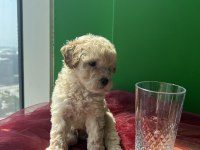 Peluş Görünümlü A Kalite Maltipoo