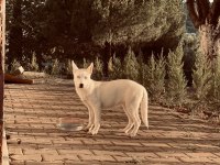 YAVRU SİBİRYA (HUSKY)