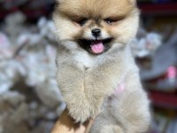 Federasyon kayıtlı pomeranian bebekler