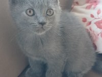 British Shorthair Yavrularımız