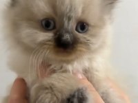 Özel Bir Yavru Himalayan Kedisi