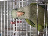 Bebek Monk Papağanlarımız