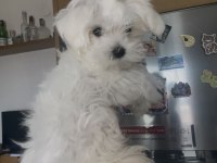 0 Numara Kore Maltese