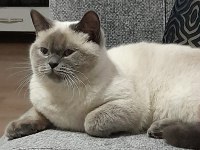 9 aylık british shorthair